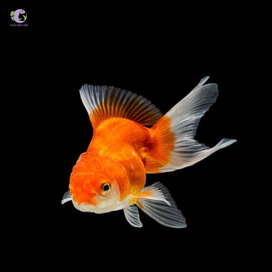 Cá Oranda-3