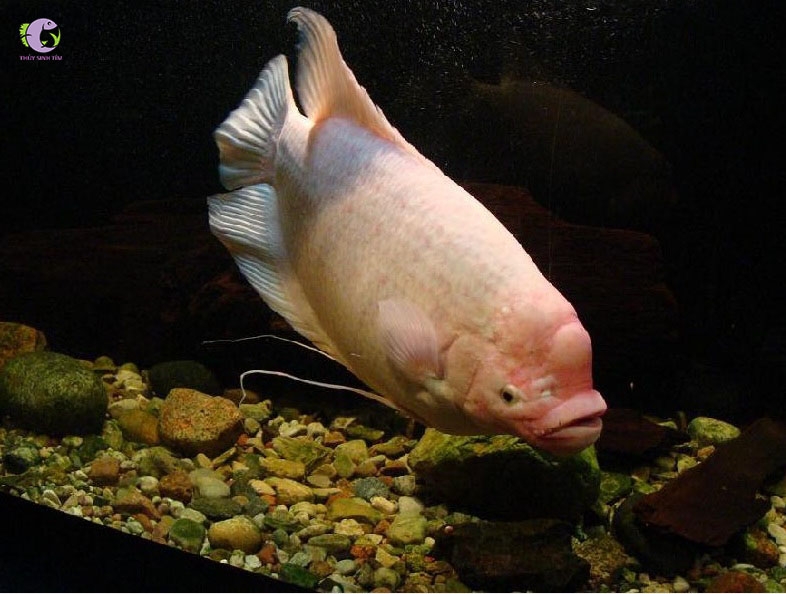 Bắn cá phát lộc ngư dân phát tài - Khám Phá Thế Giới Bắn Cá Đầy Hấp Dẫn