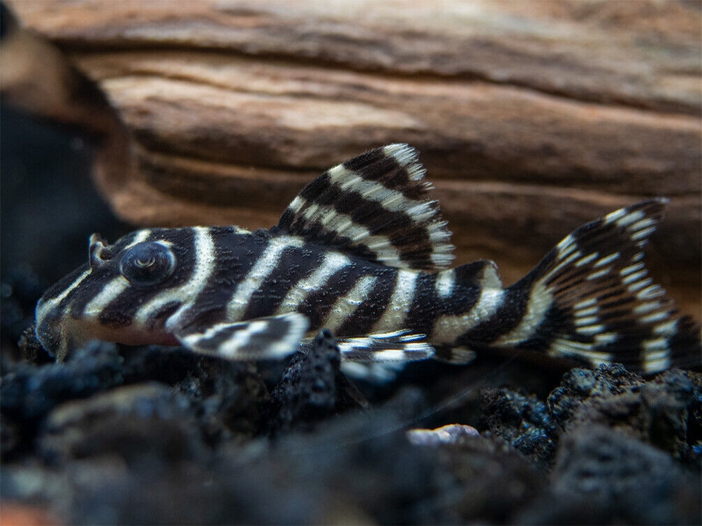 Cá L333 King Tiger Pleco-3