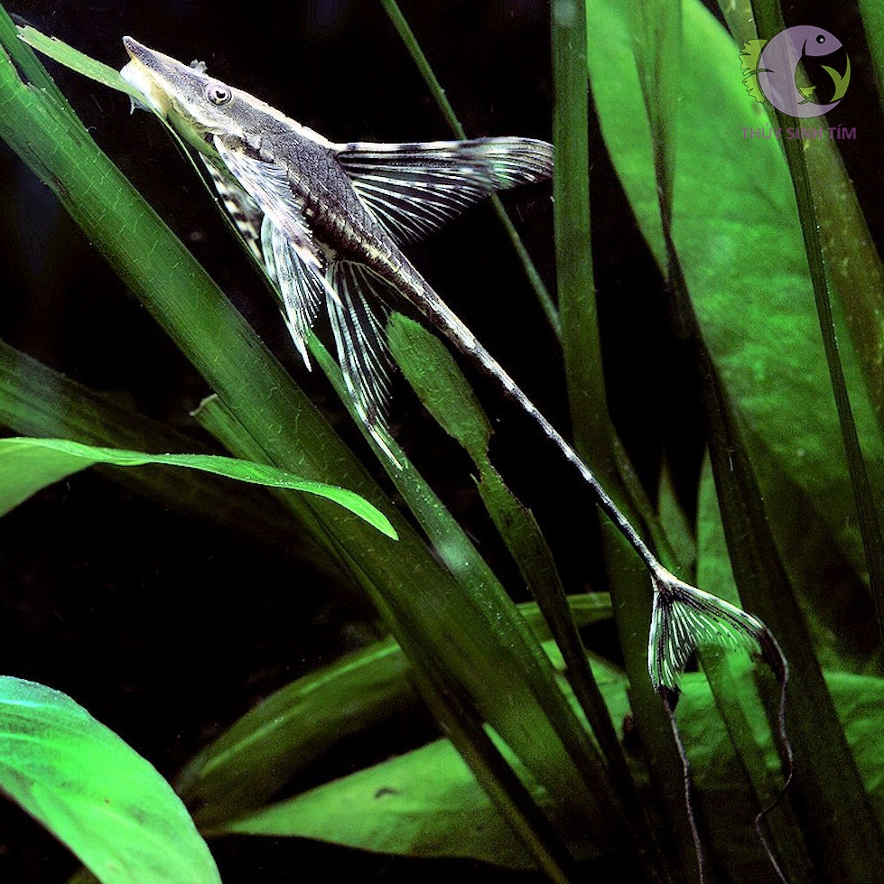 Trực Thăng Đen Royal Farlowella Whiptail Catfish (4 - 5cm)
