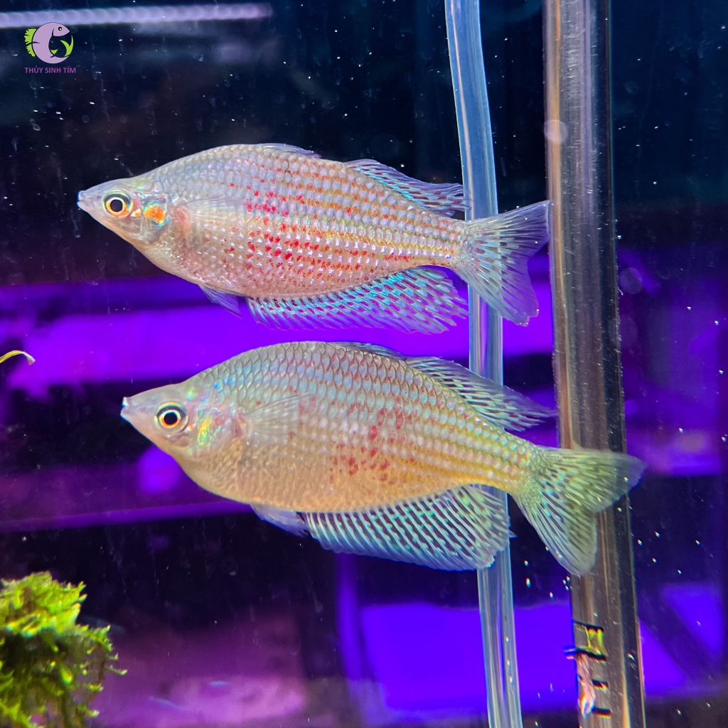 Cá Cầu Vồng Rubros-3