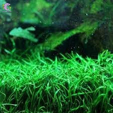 Cây Huệ Nước-3
