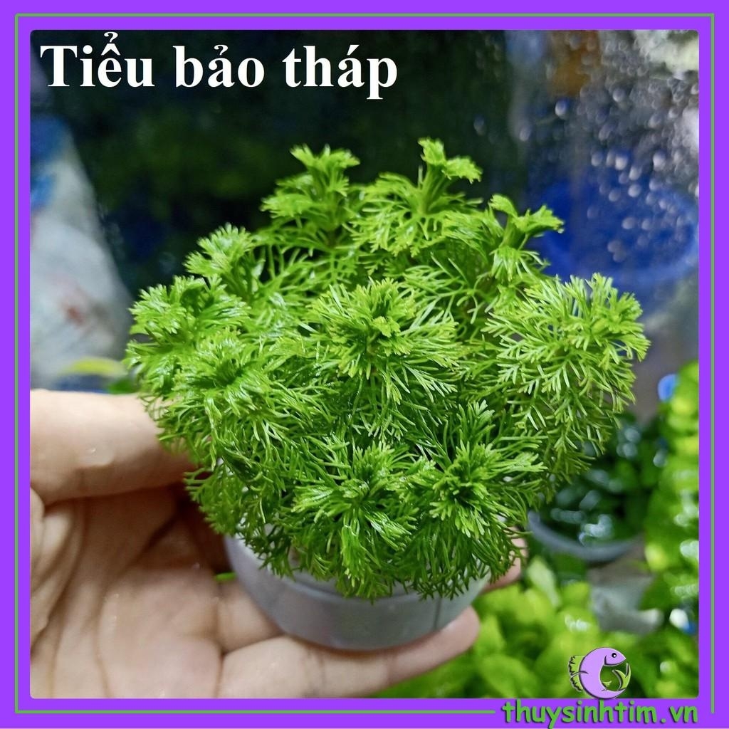 Cây Tiểu Bảo Tháp-3