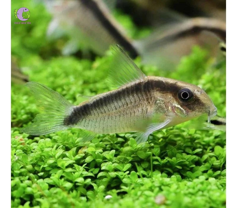 Cá Chuột Arcuatus-3