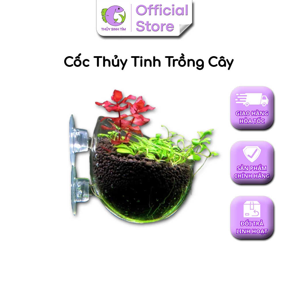 Cốc Thủy Tinh Trồng Cây - 4