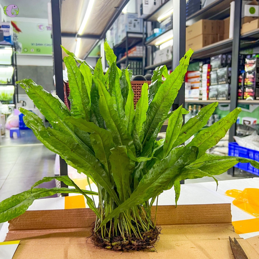duong-xi-thuong-1