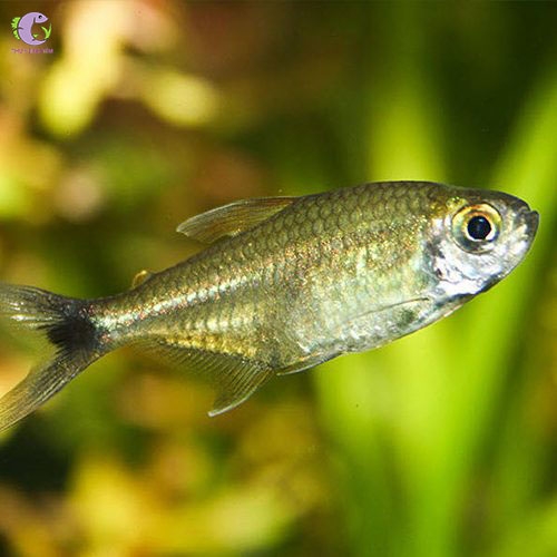 Cá Golden Tetra-3