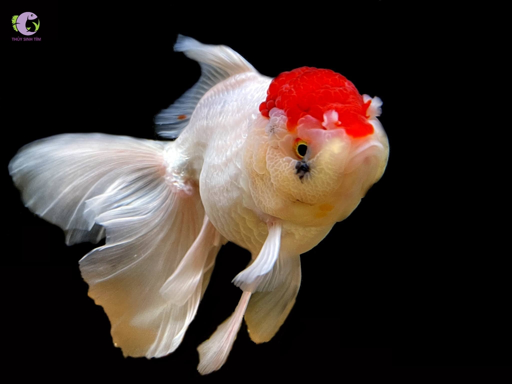 Cá Hạc Đỉnh Hồng-3
