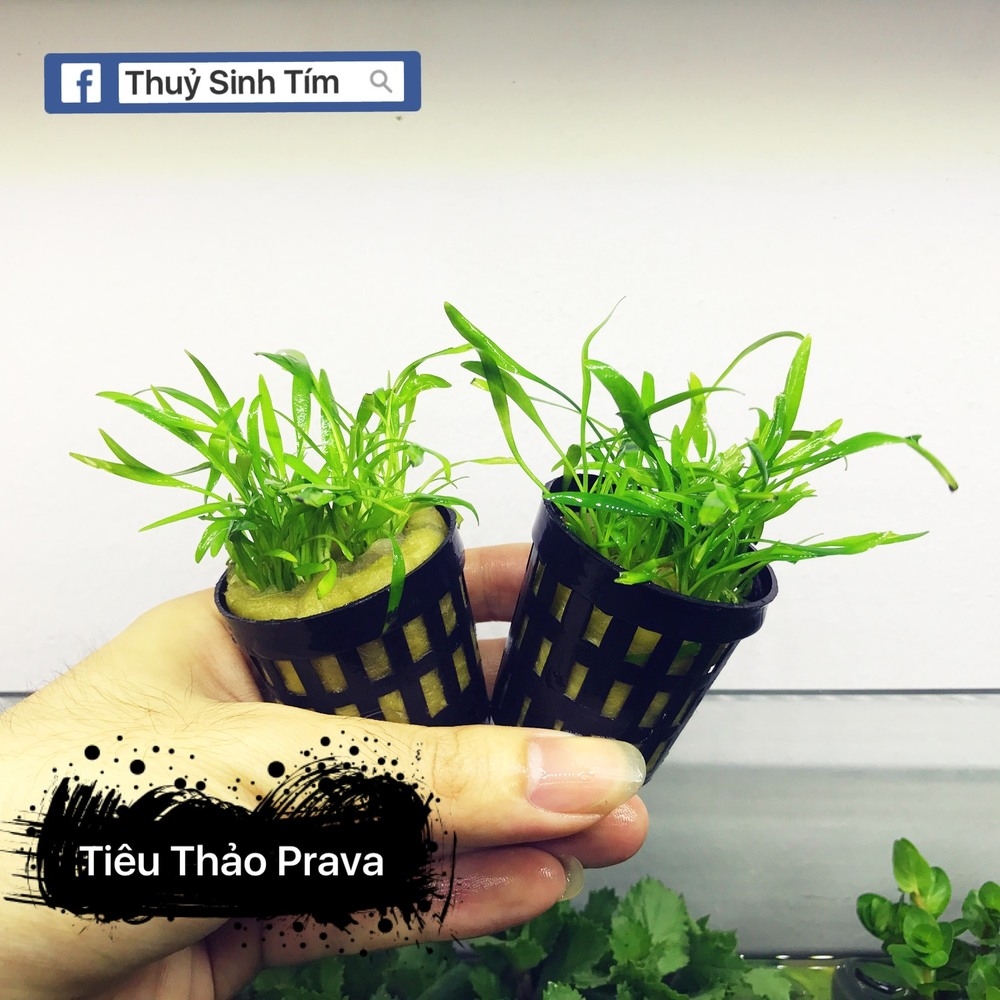 Tiêu thảo Parva