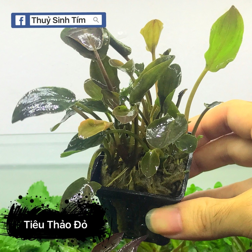 Tiêu thảo đỏ