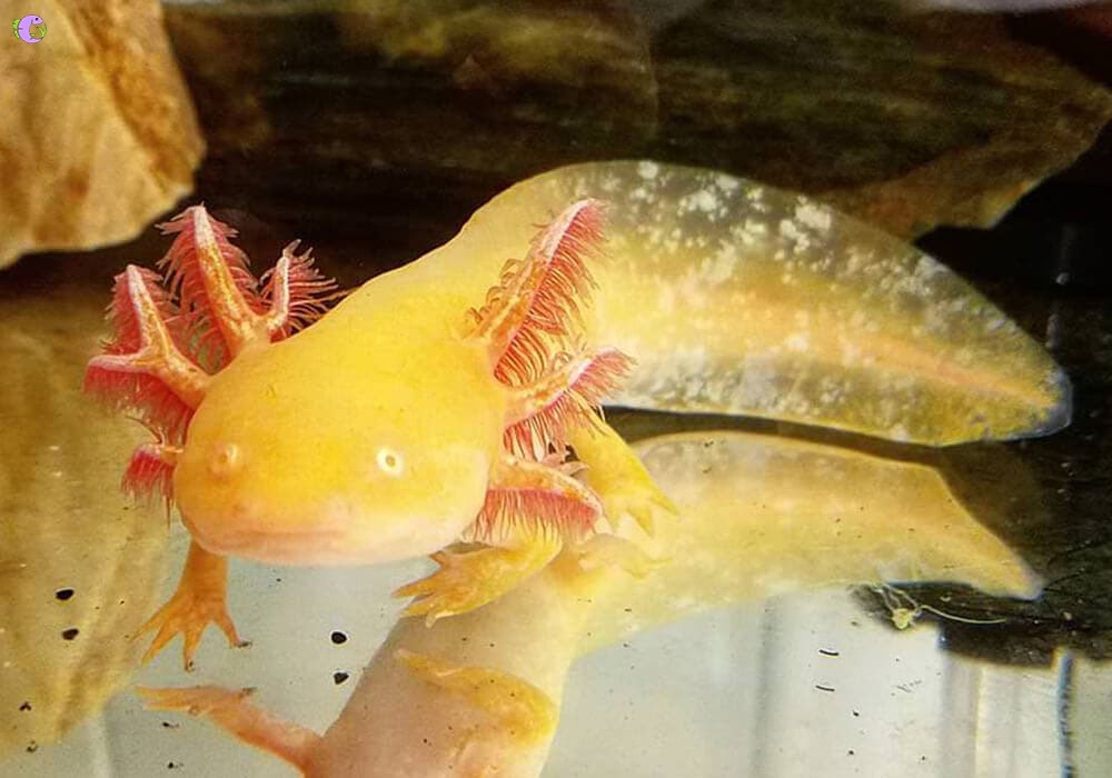 Khủng Long 6 Sừng Axolotl - 1