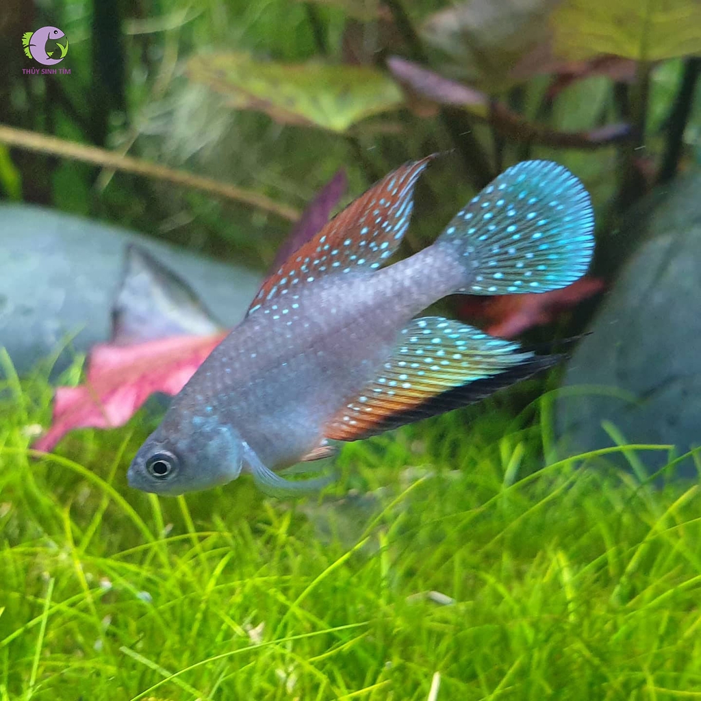 Cá Killi Hỏa Châu-3