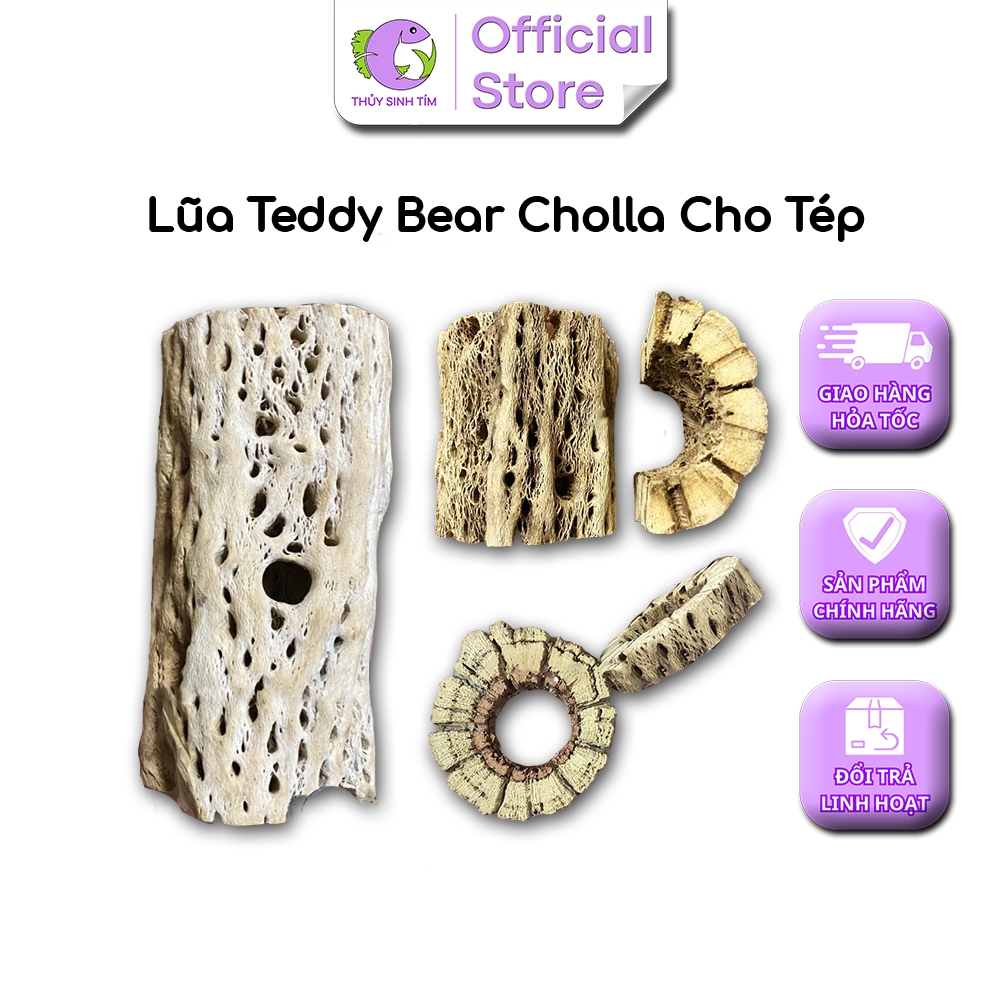 Lũa Teddy Bear Cholla (Bán Trụ) - 4