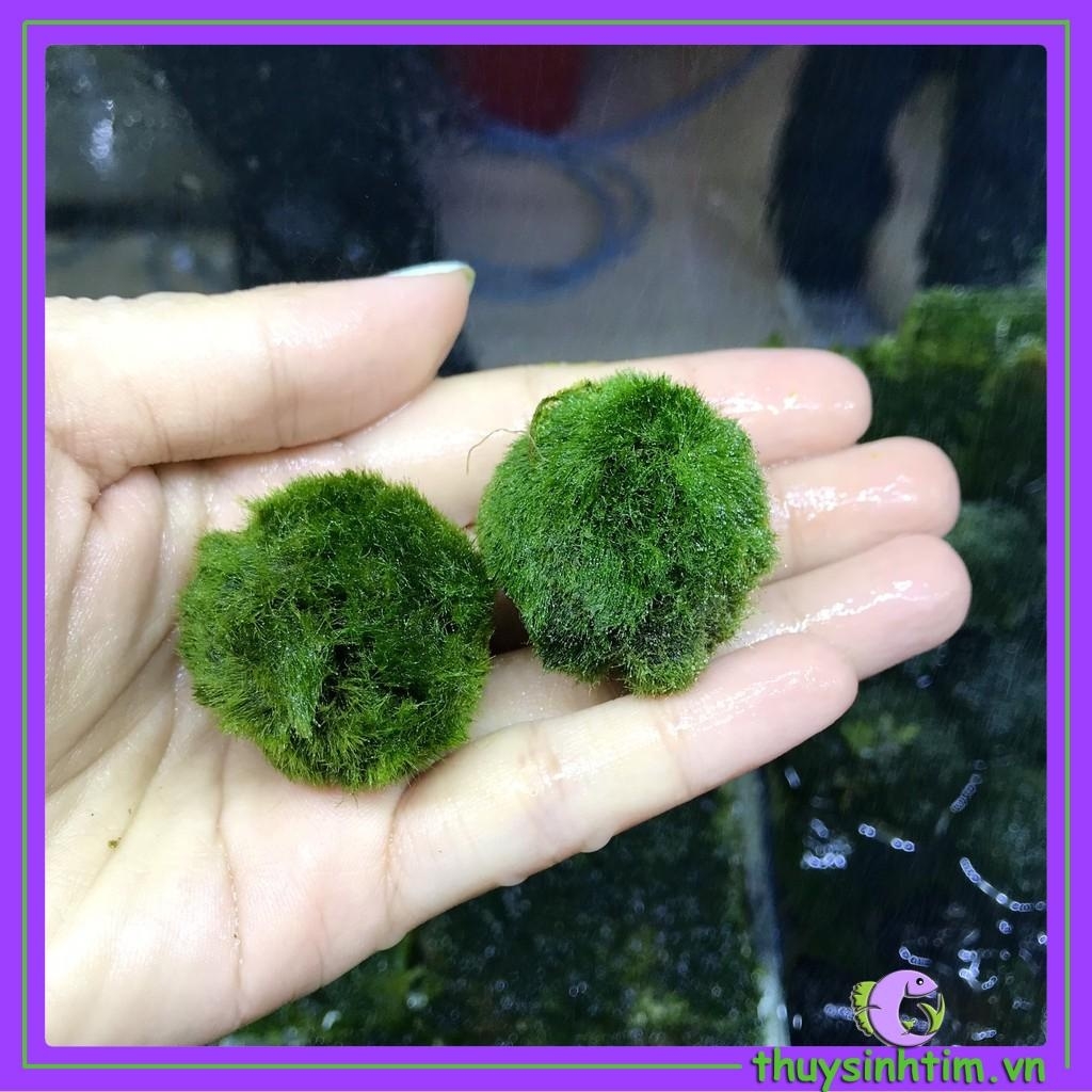 Moss Ball-2