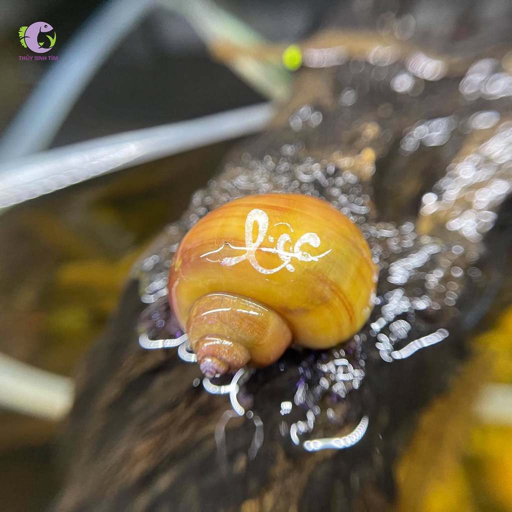 Ốc Khắc Chữ-1