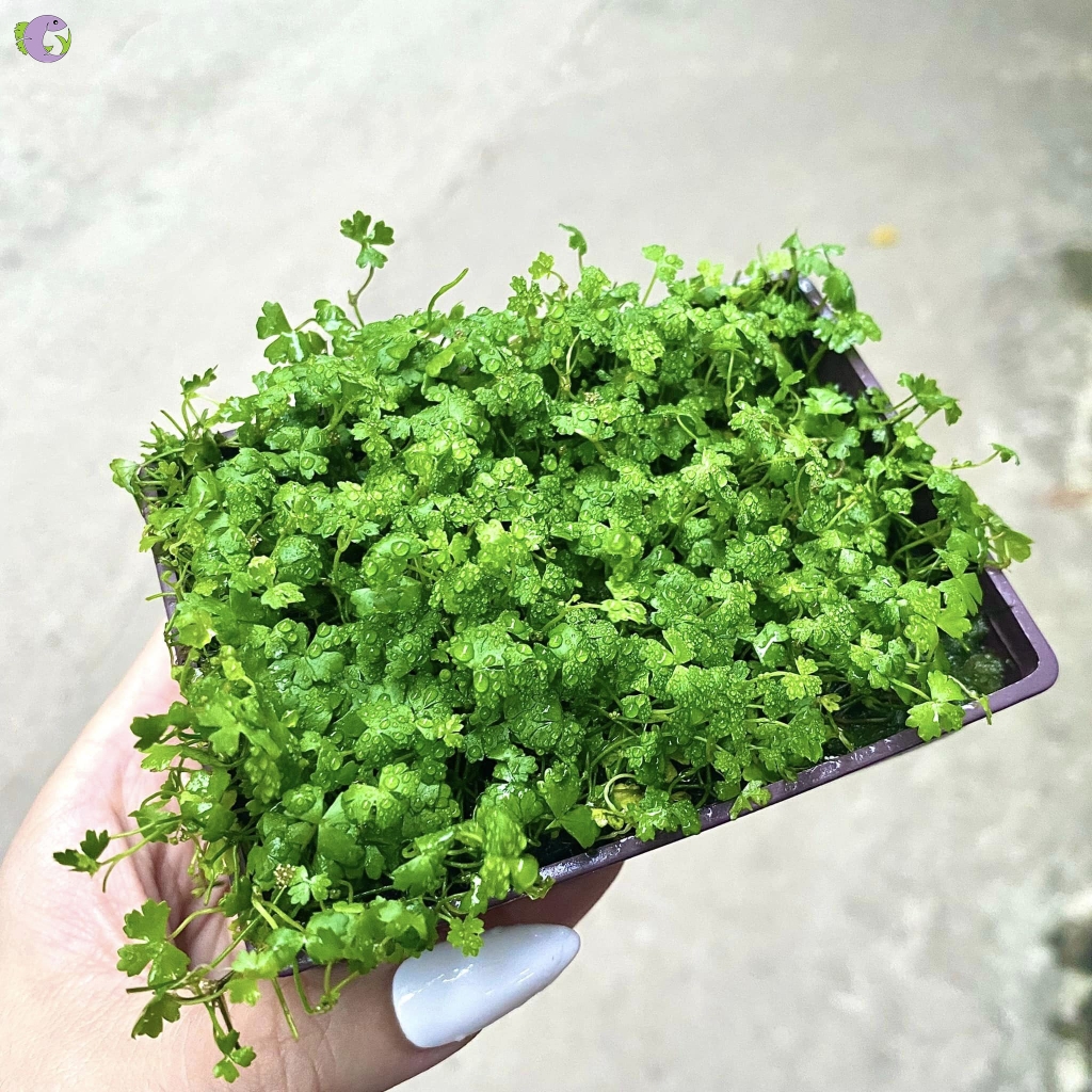 rau-ma-huong-1