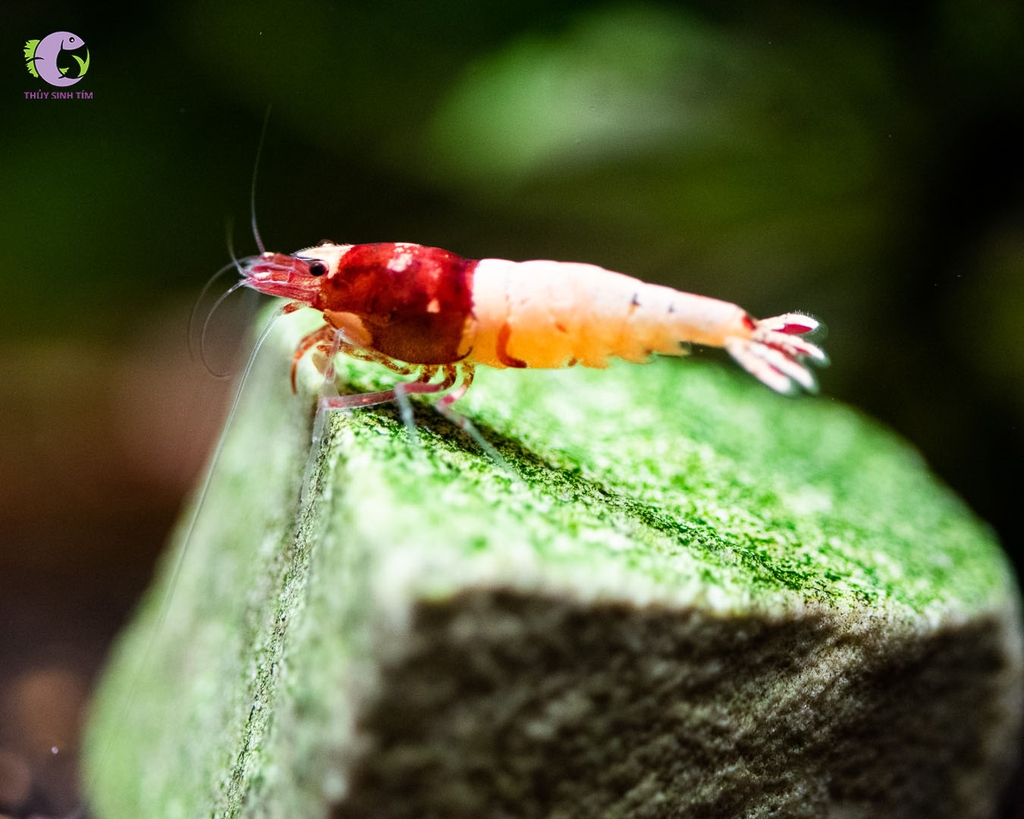 Tép Red Pinto | Thủy Sinh Tím