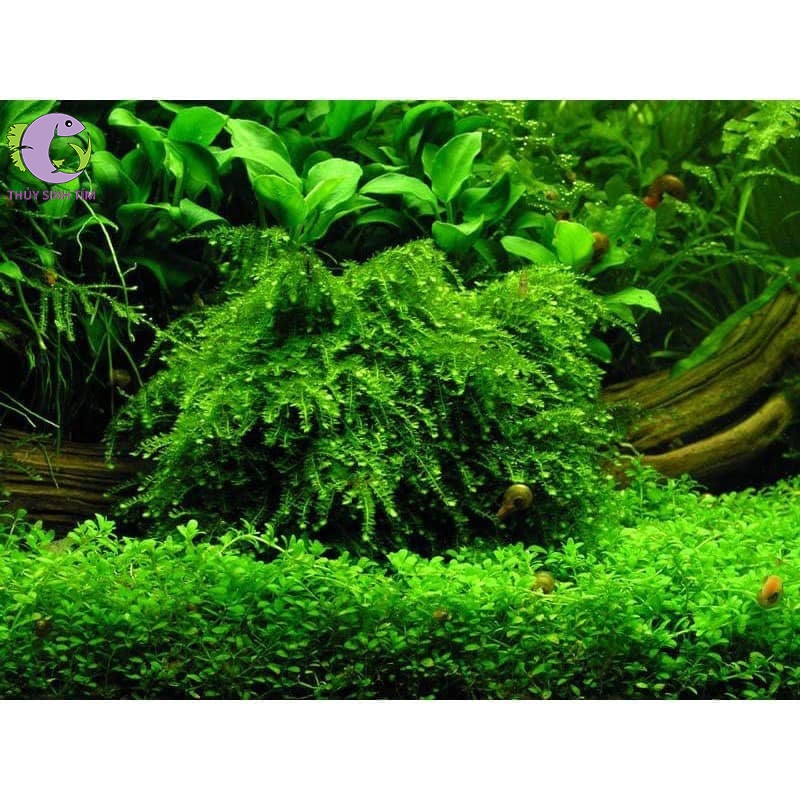 Vỉ Rêu Weeping | Thủy Sinh Tím