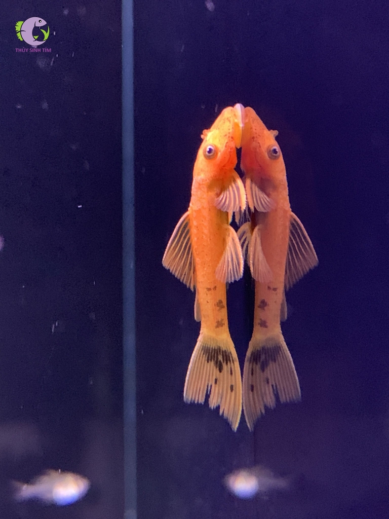 Cá Shortfin Red-3