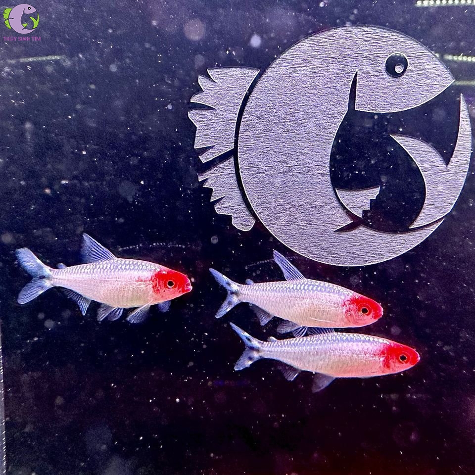 Cá Sóc Đầu Đỏ Platinum 1
