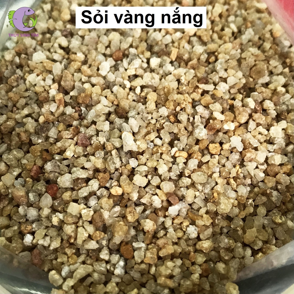 Sỏi vàng nắng 1kg - 1