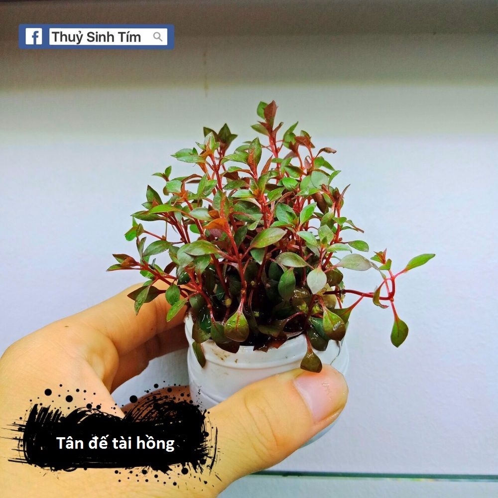 Tân đế tài hồng