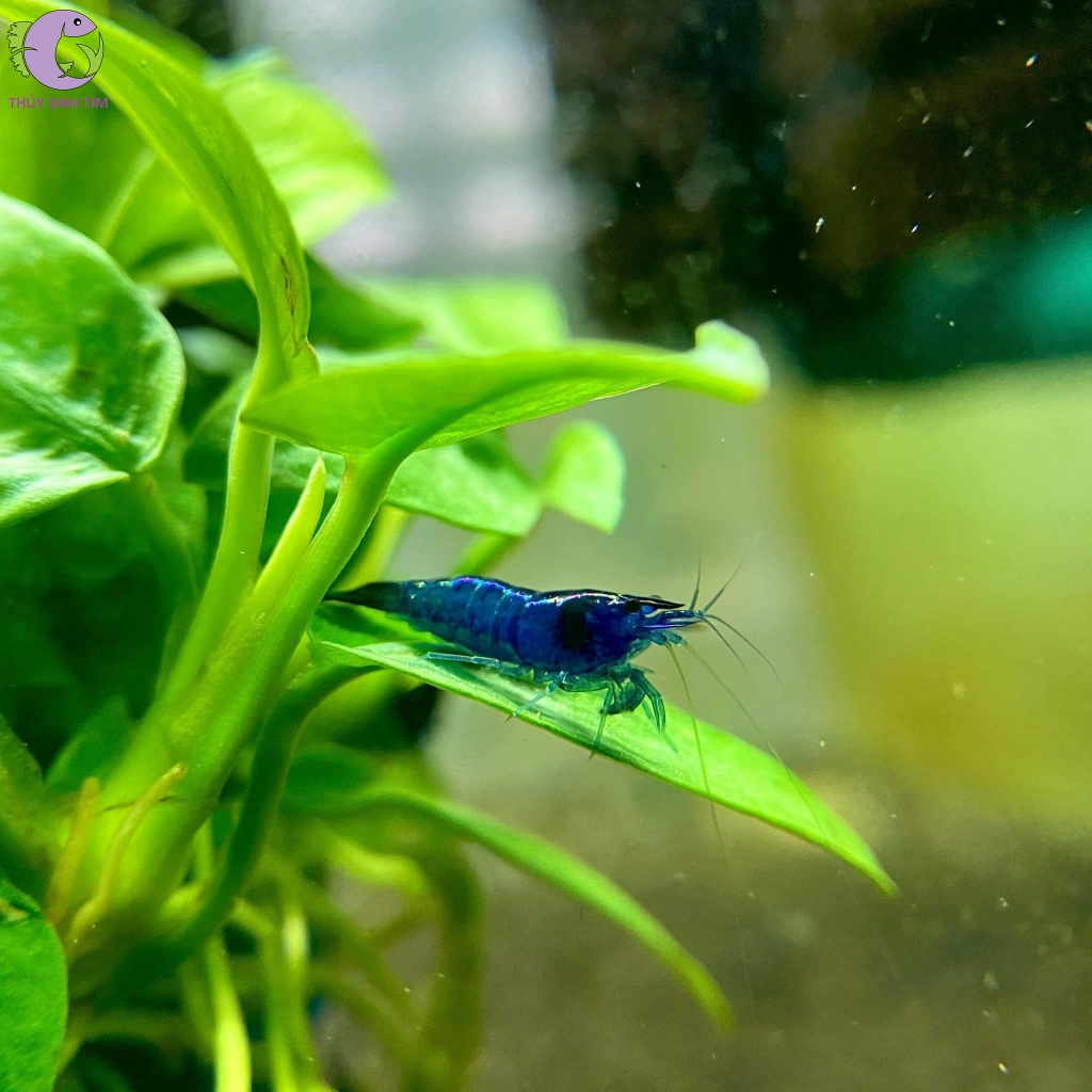 blue dream 1