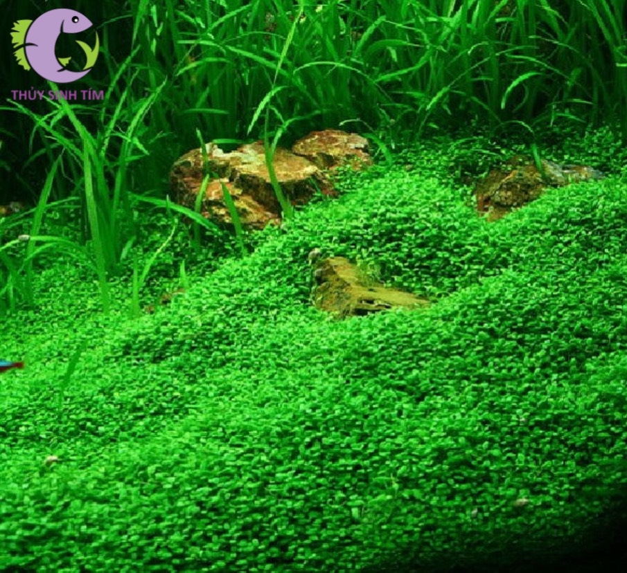 trân châu nhật tran chau nhat Hydrocotyle sibthorpioides thủy sinh thuy  sinh