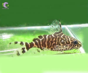 CÁ MÈO TRƯỜNG GIANG SAO-3