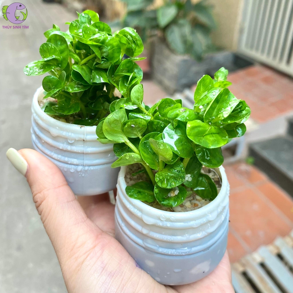 vảy ốc xanh bò 1
