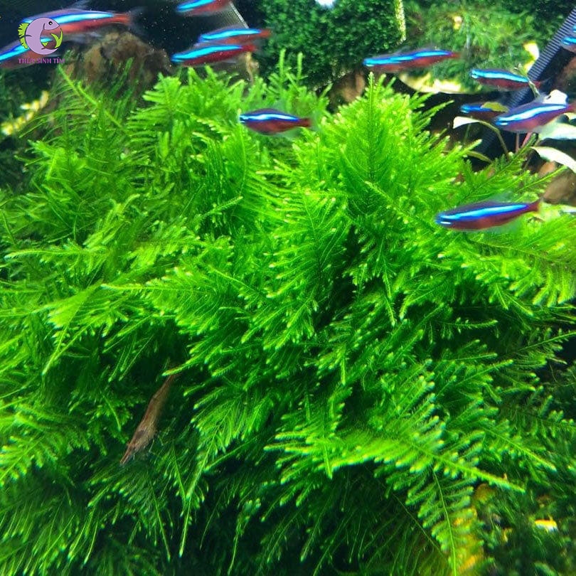 Vỉ Rêu Peacock 10x10-3