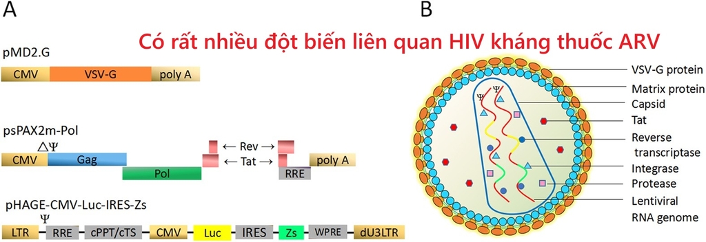 Các đột biến HIV kháng thuốc thường gặp