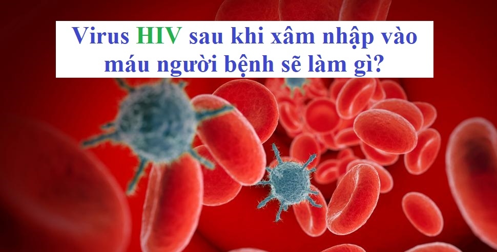 Virus HIV vào máu người nhiễm sẽ làm những gì?