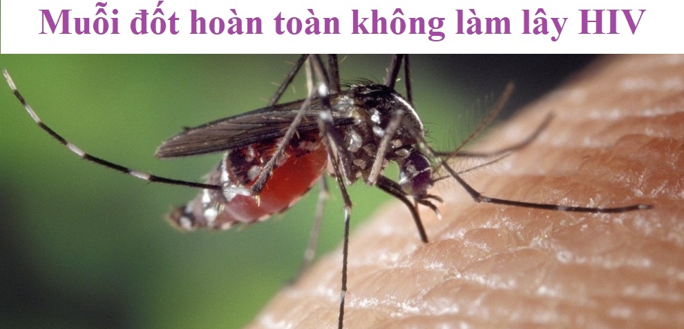 Tại sao muỗi đốt không làm lây HIV?