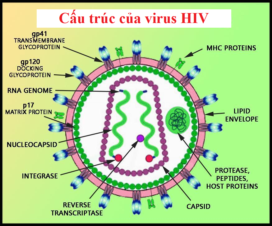 Cấu trúc của virus HIV như thế nào?