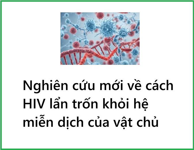 Nghiên cứu mới chỉ ra cách virus HIV lẩn trốn hệ miễn dịch