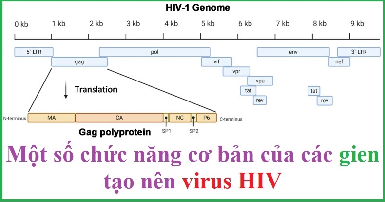 Các gien của HIV có chức năng gì?
