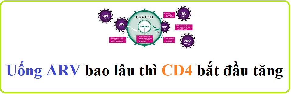 Uống ARV bao lâu thì CD4 bắt đầu tăng?