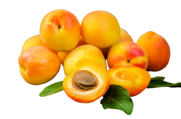 Bài thuốc chữa bệnh từ quả mơ Bài thuốc chữa bệnh từ quả mơ