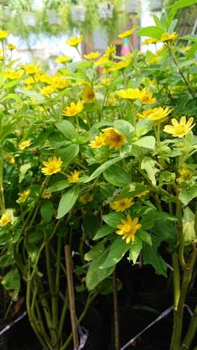 Hình ảnh chim hoạ mi nhỏ xinh đẹp, dễ thương, đáng yêu Hình ảnh chim hoạ mi nhỏ xinh đẹp, dễ thương, đáng yêu