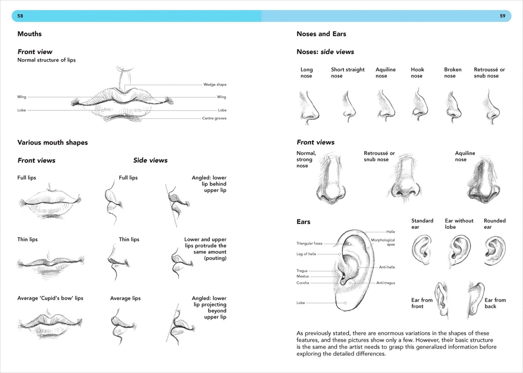 Drawing Anatomy