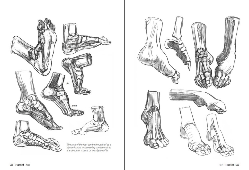 Morpho: Anatomy for Artists