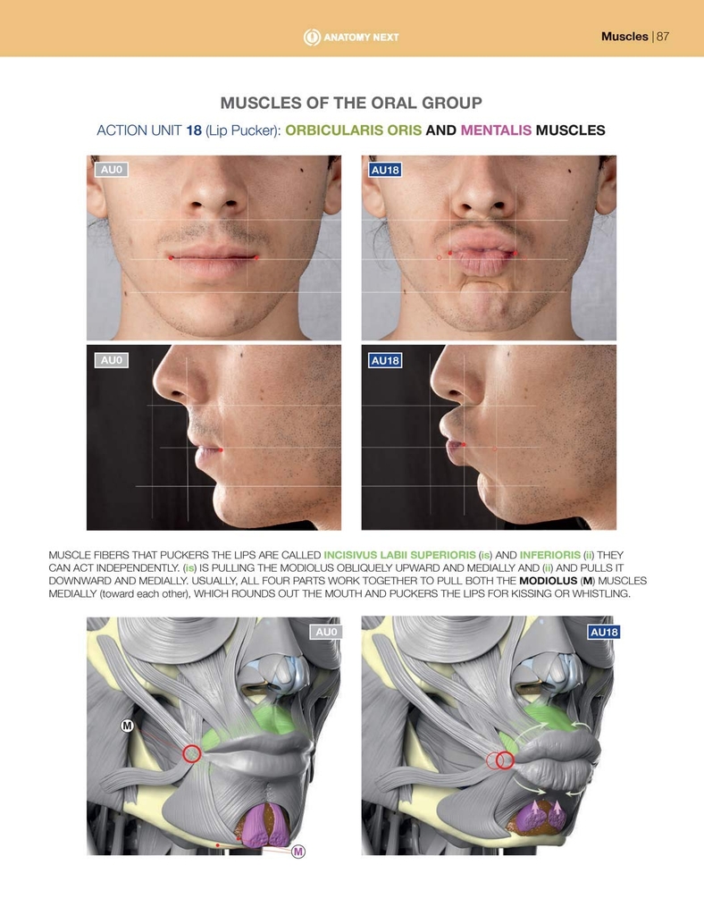 Anatomy of Facial Expressions