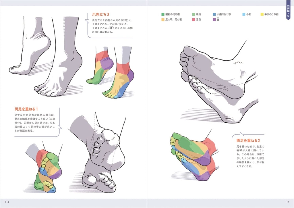 Anatomy of hand and foot