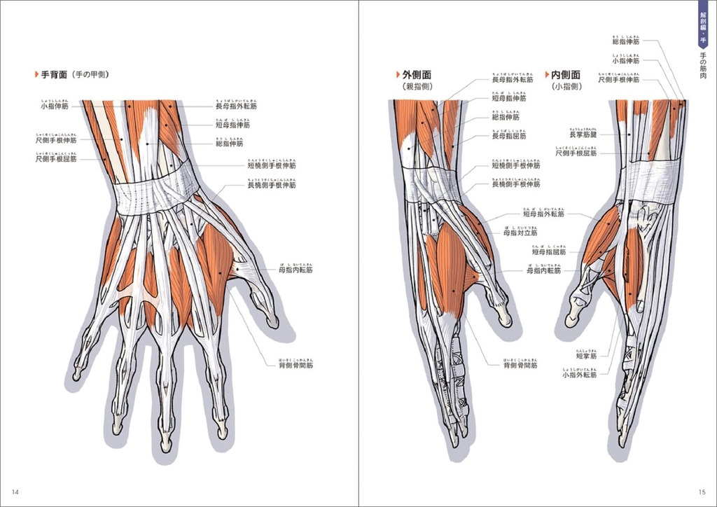 Anatomy of hand and foot