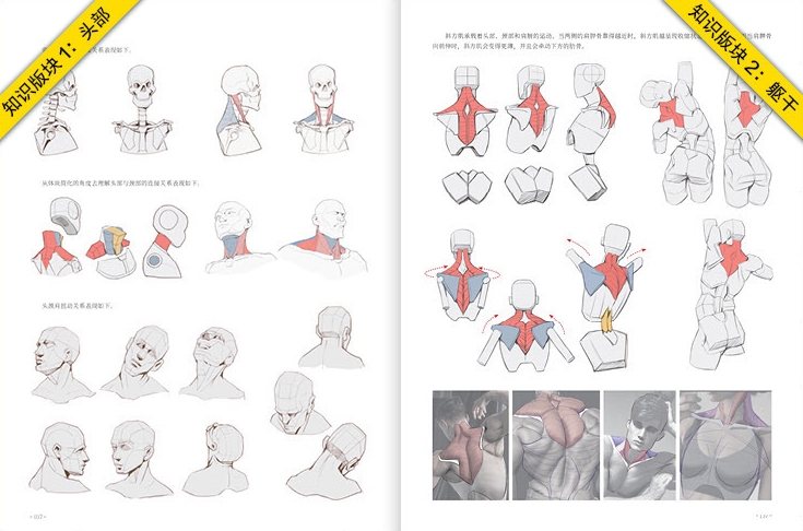 Animation Human Body Structure Animation Human Body Structure
