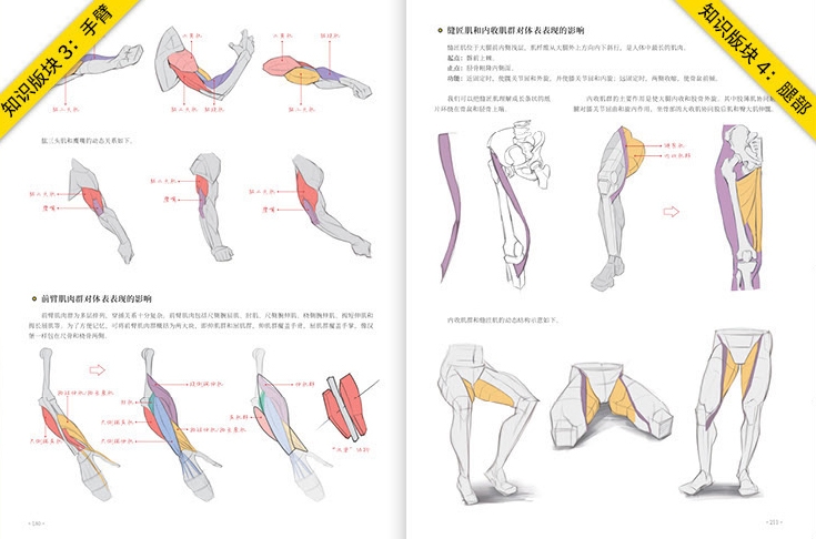 Animation Human Body Structure