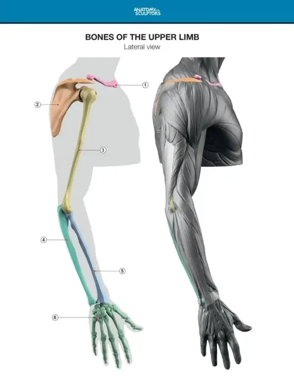 Arm and Hand in Motion