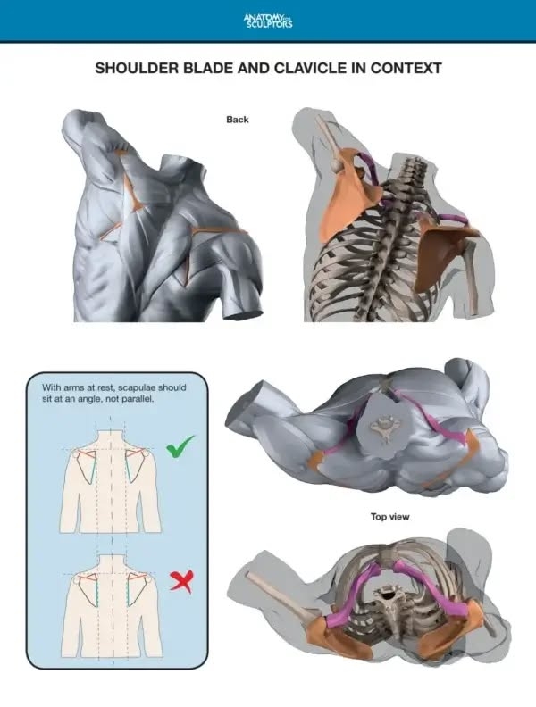 Arm and Hand in Motion