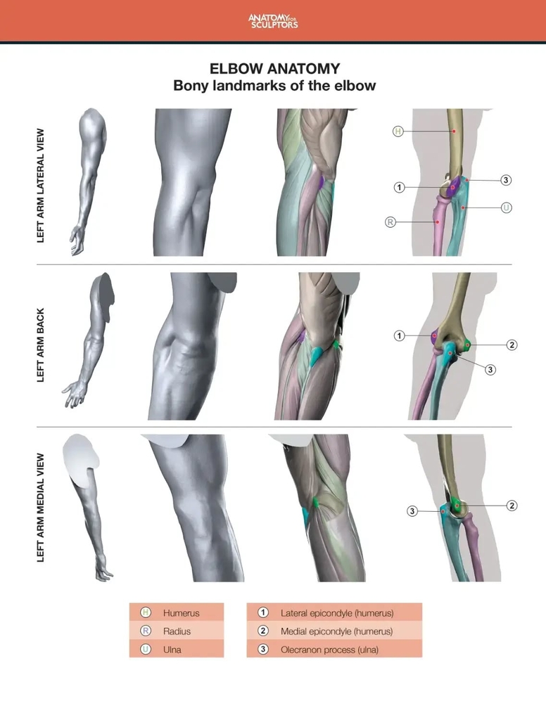 Arm and Hand in Motion
